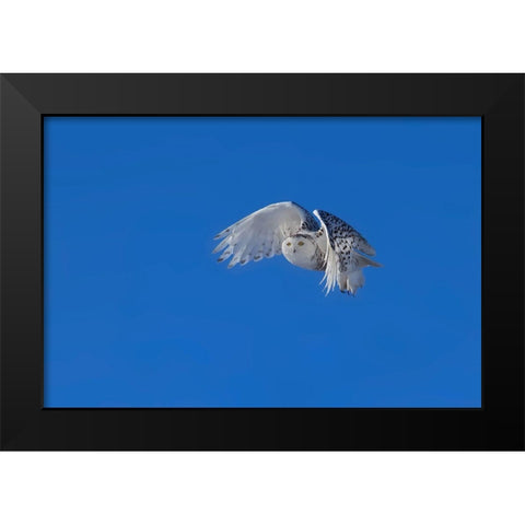 Snowy Owl Black Modern Wood Framed Art Print by Chang, Phillip