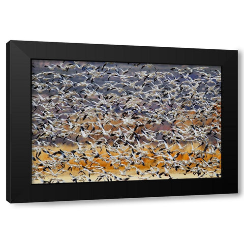 Togther Black Modern Wood Framed Art Print by Chang, Phillip