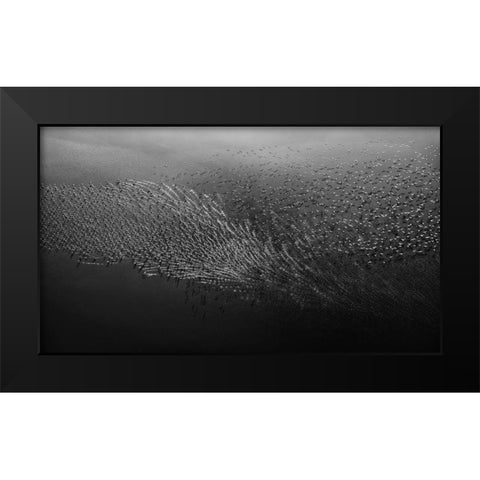 Morning Flight Black Modern Wood Framed Art Print by Chang, Phillip