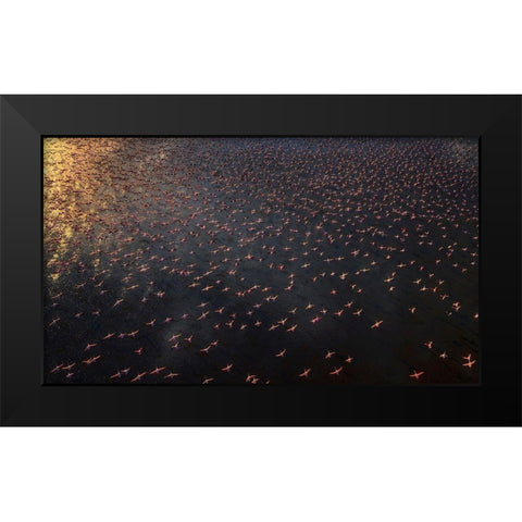 Flamingo Black Modern Wood Framed Art Print by Chang, Phillip