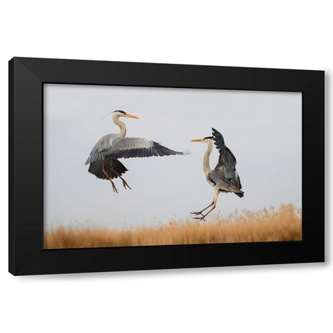Confrontation Black Modern Wood Framed Art Print with Double Matting by Chang, Phillip