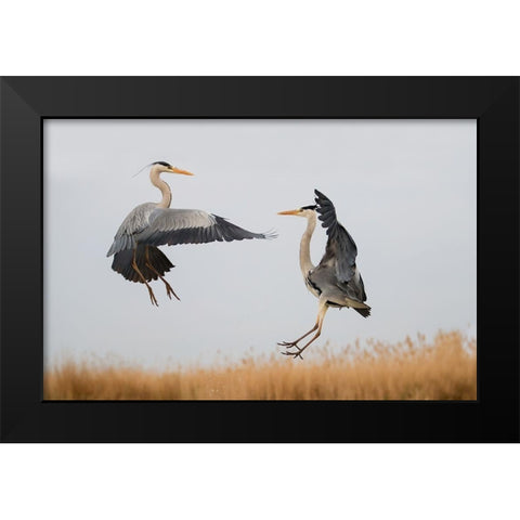 Confrontation Black Modern Wood Framed Art Print by Chang, Phillip