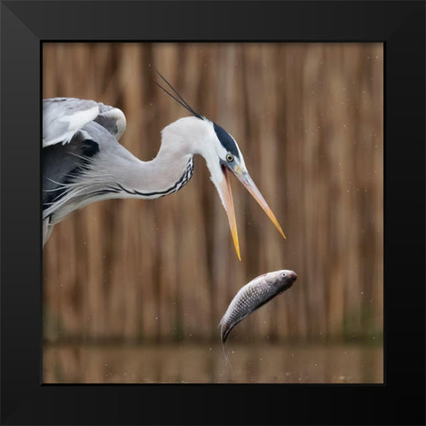 Escape Black Modern Wood Framed Art Print by Chang, Phillip