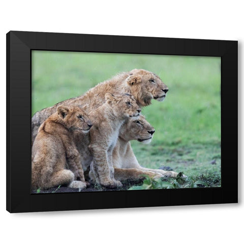 In the rain Black Modern Wood Framed Art Print with Double Matting by Chang, Phillip