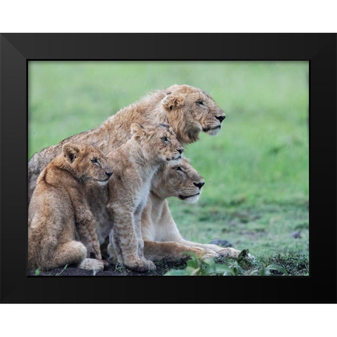 In the rain Black Modern Wood Framed Art Print by Chang, Phillip