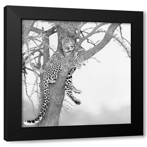 Stand high see far Black Modern Wood Framed Art Print with Double Matting by Chang, Phillip