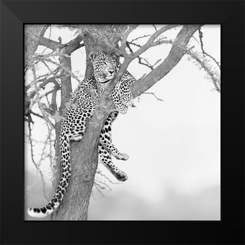 Stand high see far Black Modern Wood Framed Art Print by Chang, Phillip