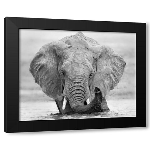 How are you Black Modern Wood Framed Art Print with Double Matting by Chang, Phillip