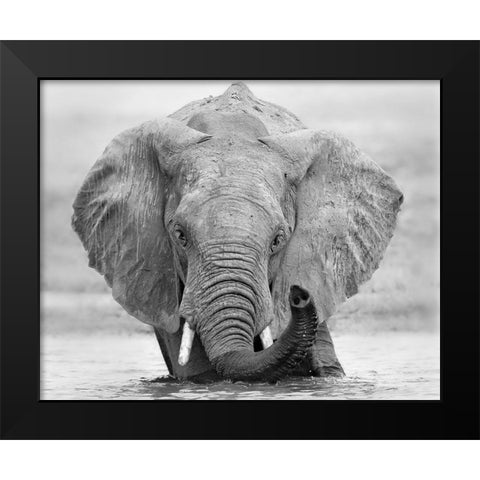 How are you Black Modern Wood Framed Art Print by Chang, Phillip