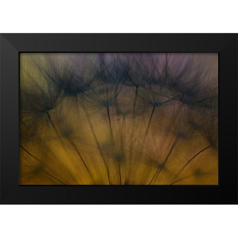 Taste of spring Black Modern Wood Framed Art Print by Siegers, Ricky