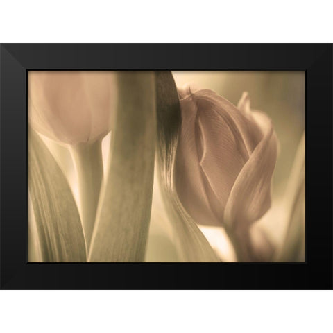 Tulips Black Modern Wood Framed Art Print by Wallberg, Allan