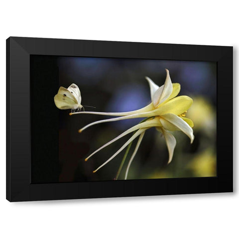 Akelei Black Modern Wood Framed Art Print with Double Matting by Cseresnjes, Anna