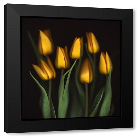 Tulips Black Modern Wood Framed Art Print by Haslam, Brian