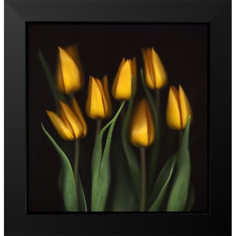 Tulips Black Modern Wood Framed Art Print by Haslam, Brian