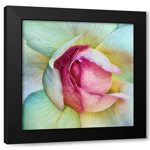 La vie en rose Black Modern Wood Framed Art Print by Flour, Piet