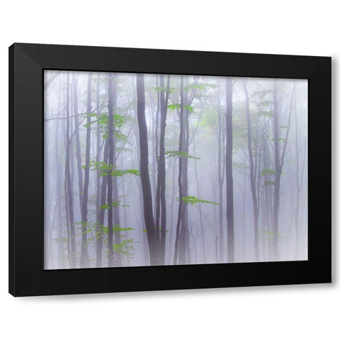 Misty Black Modern Wood Framed Art Print with Double Matting by Manzoni, Michel