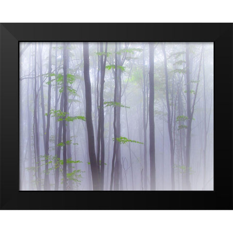 Misty Black Modern Wood Framed Art Print by Manzoni, Michel