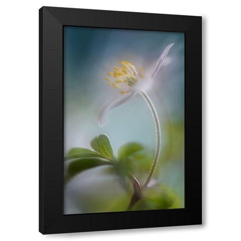 Springtime Black Modern Wood Framed Art Print with Double Matting by Westum, Heidi