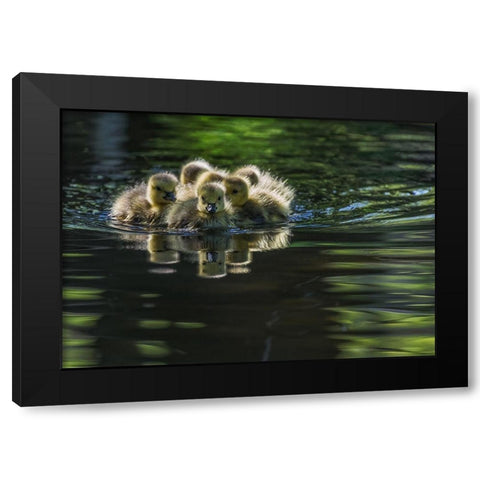 Cute Baby Canada Geese Black Modern Wood Framed Art Print with Double Matting by Tian, Xiaobing