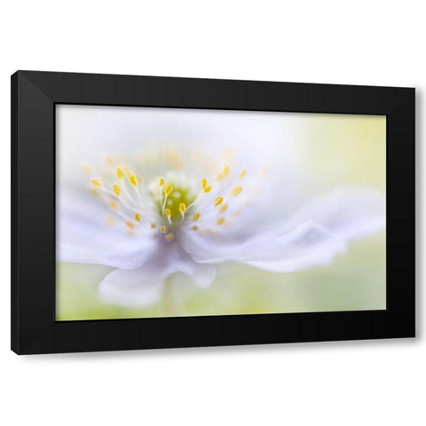 Anemone Beauty Black Modern Wood Framed Art Print by Disher, Mandy