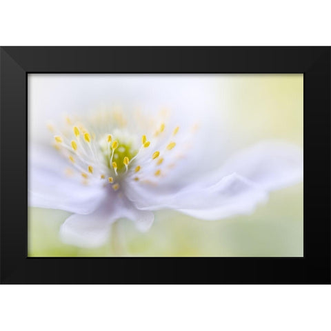 Anemone Beauty Black Modern Wood Framed Art Print by Disher, Mandy