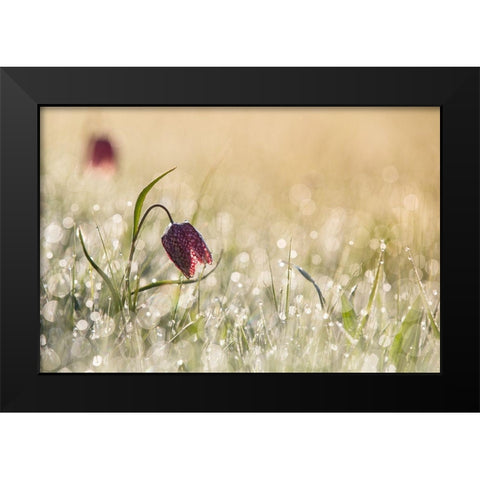 Morningdew Black Modern Wood Framed Art Print by van Dongen, Anton