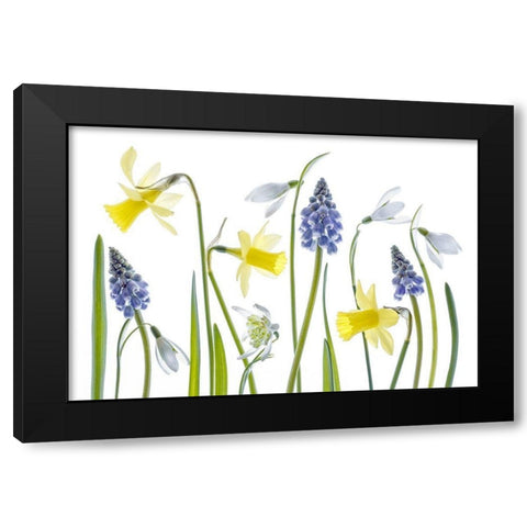 Spring Black Modern Wood Framed Art Print with Double Matting by Disher, Mandy