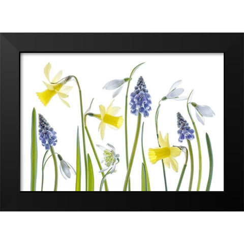 Spring Black Modern Wood Framed Art Print by Disher, Mandy