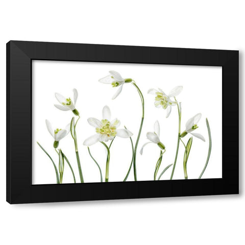 Spring Snowdrops Black Modern Wood Framed Art Print by Disher, Mandy