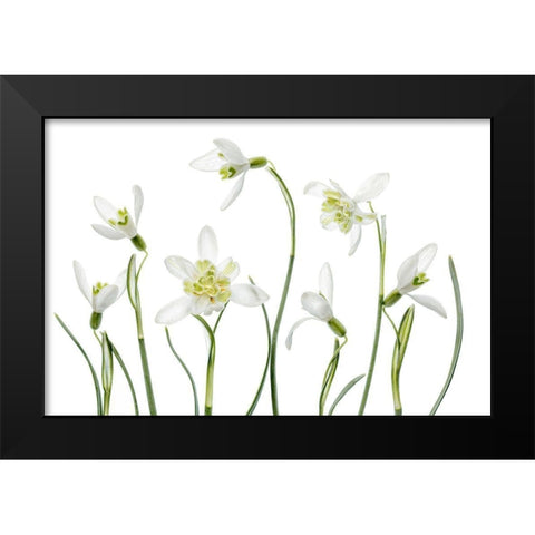 Spring Snowdrops Black Modern Wood Framed Art Print by Disher, Mandy