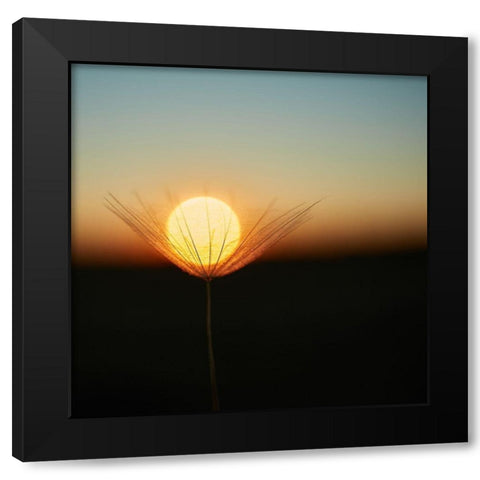 Trapped in a downy tuft Black Modern Wood Framed Art Print with Double Matting by Riha, Milan