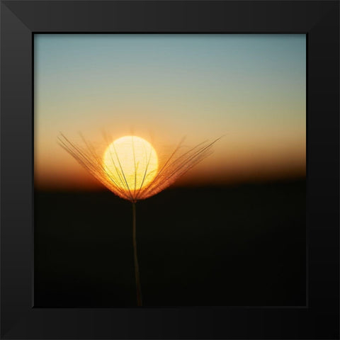 Trapped in a downy tuft Black Modern Wood Framed Art Print by Riha, Milan