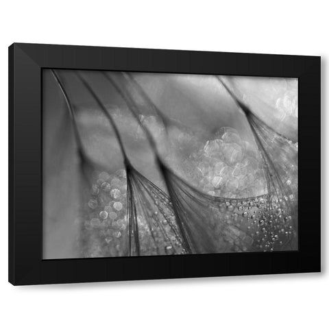 Dandelion Black Modern Wood Framed Art Print by Or, Keren