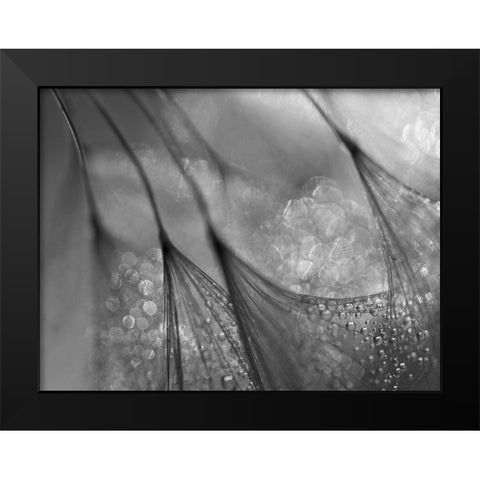 Dandelion Black Modern Wood Framed Art Print by Or, Keren