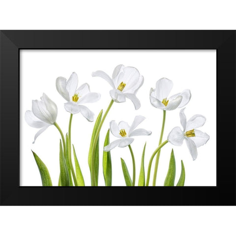 White Tulips Black Modern Wood Framed Art Print by Disher, Mandy