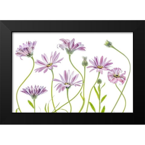 Cape Daisies Black Modern Wood Framed Art Print by Disher, Mandy
