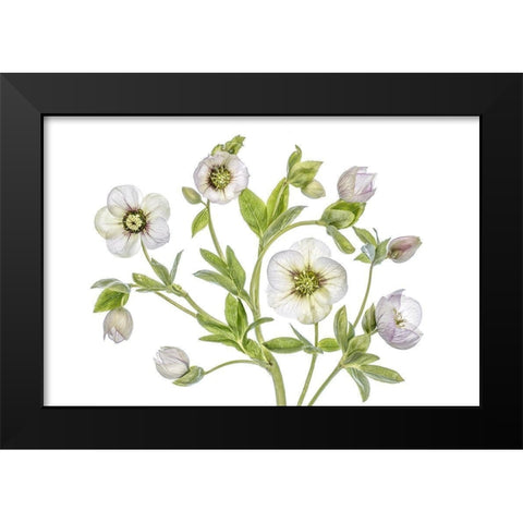 Hellebore Black Modern Wood Framed Art Print by Disher, Mandy