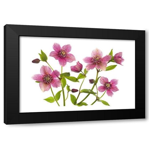 Helleborus x hybridus Tutu Black Modern Wood Framed Art Print with Double Matting by Parker, Jacky