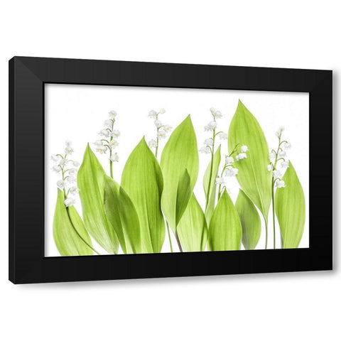 Lily of the valley Black Modern Wood Framed Art Print by Disher, Mandy