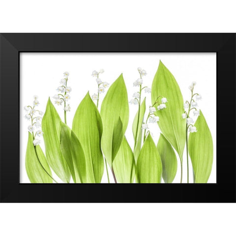 Lily of the valley Black Modern Wood Framed Art Print by Disher, Mandy