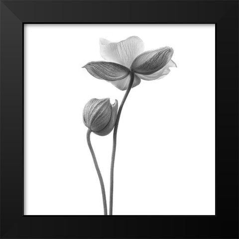 A little touch Black Modern Wood Framed Art Print by Gronkjar, Lotte