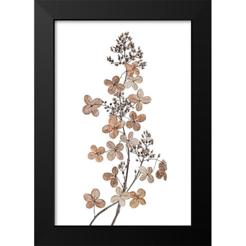 Hydrangea Paniculata Black Modern Wood Framed Art Print by Disher, Mandy