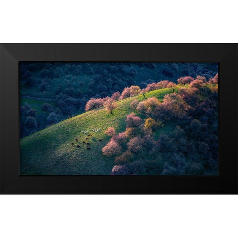 Sunset in the primitive wild apricot forest Black Modern Wood Framed Art Print by Zhu, Hua