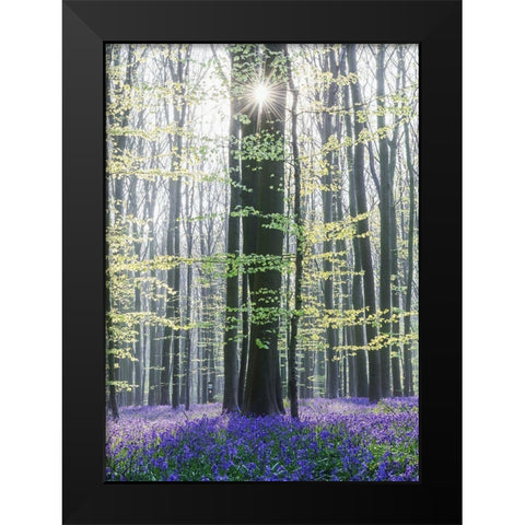 Sun between trees Black Modern Wood Framed Art Print by Muqa, Burim