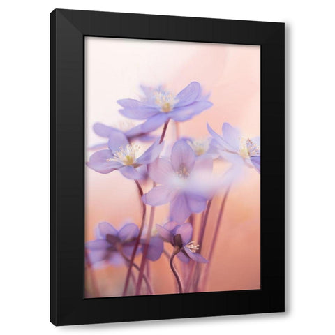 Spring Symphony Black Modern Wood Framed Art Print by Dvorak, Petra