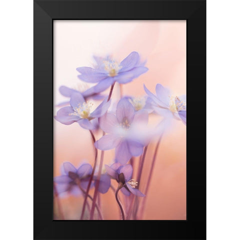 Spring Symphony Black Modern Wood Framed Art Print by Dvorak, Petra