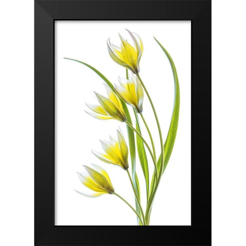 Tulipa Black Modern Wood Framed Art Print by Disher, Mandy