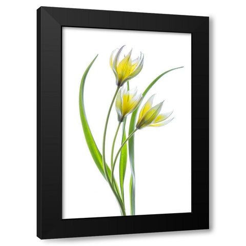 Tulipa II Black Modern Wood Framed Art Print with Double Matting by Disher, Mandy