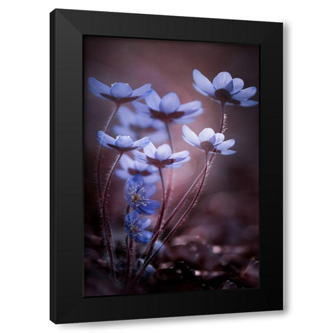 Keep tight Black Modern Wood Framed Art Print by Dvorak, Petra