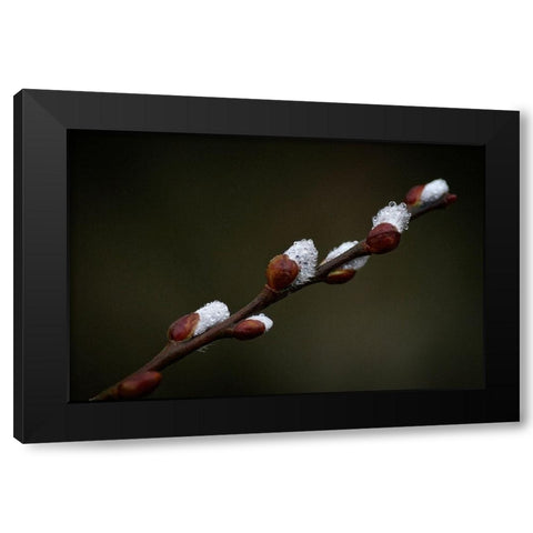 Early spring Black Modern Wood Framed Art Print with Double Matting by Cseresnjes, Anna